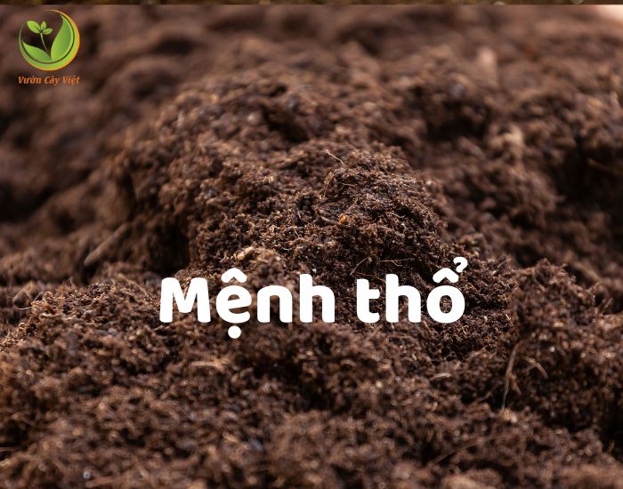 Cây trồng hợp mệnh thổ