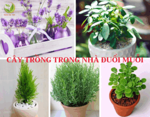 cay-trong-trong-nha-duoi-muoi