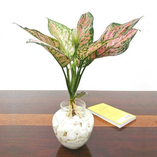 Cây Vạn Lộc thuỷ sinh