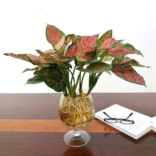 Cây Vạn Lộc thuỷ sinh
