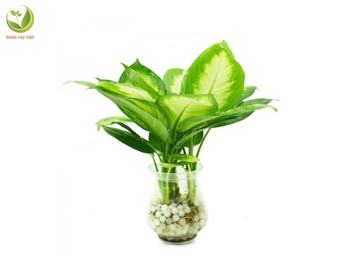 cay-van-nien-thanh-1..jpg