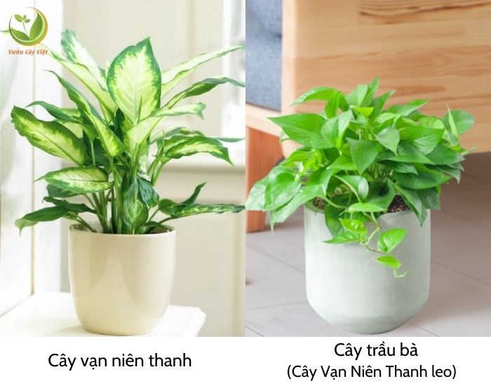 cay-van-nien-thanh-3..jpg