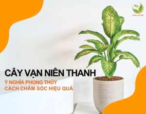 cay-van-nien-thanh-5