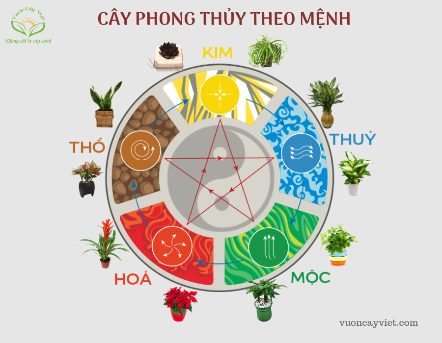 Cay%20phong%20thuy%20theo%20Menh.png