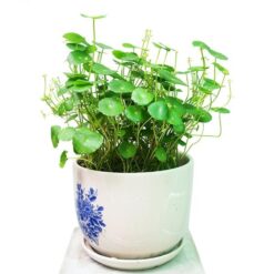 Cây Cỏ Đồng Tiền