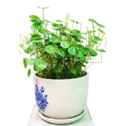 Cây Cỏ Đồng Tiền