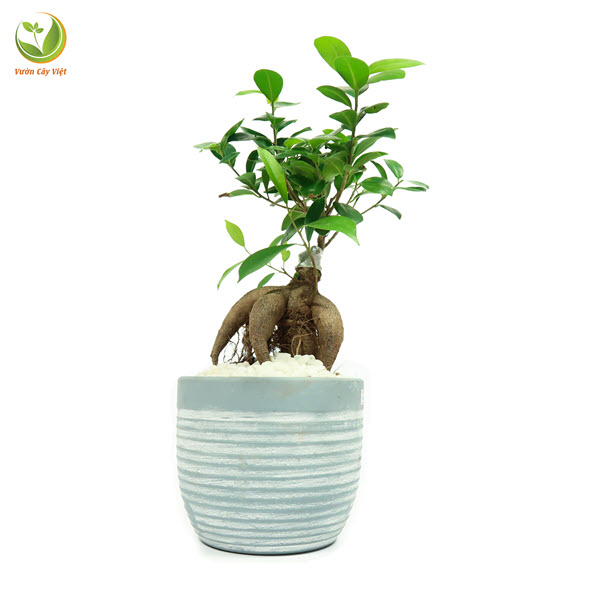 da bonsai 3