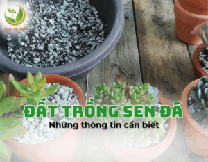dat trong sen da