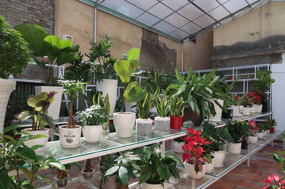 dia-chi-cho-thue-cay-canh-tp-hcm.jpg