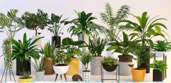 Bán Cây Giống Chất Lượng Tại TPHCM 9 Bán Cây Giống Chất Lượng Tại TPHCM - Địa Chỉ Tin Cậy Để Trang Trí Không Gian Sống