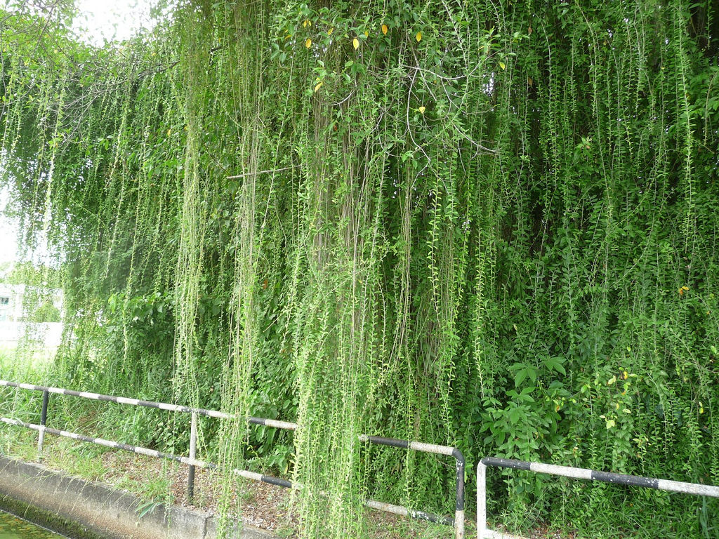 diem-qua-mot-so-cay-canh-dang-day-leo-thinh-hanh-cay-cuc-tan-an-do.jpg
