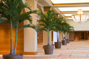 indoor-plants-in-hotel