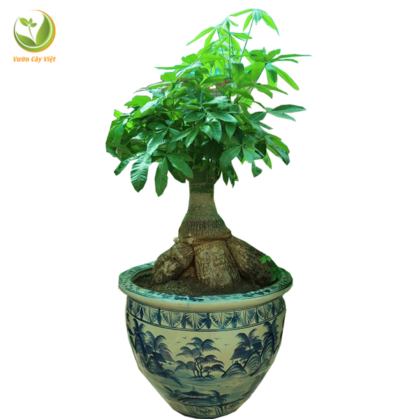 kim ngan cu bonsai