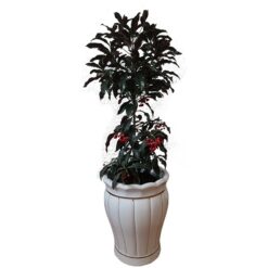 Cây kim ngân lượng nội thất