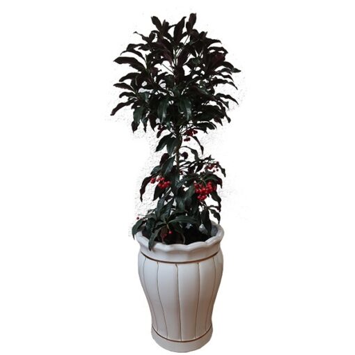 Cây kim ngân lượng nội thất