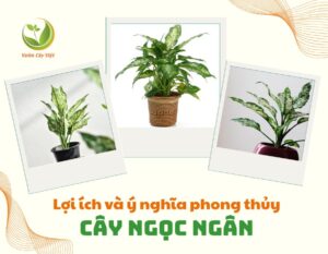 loi ich va y nghia phong thuy cay ngoc ngan 1
