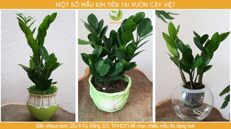 mach-ban-dia-chi-cung-cap-si-cay-canh-mini-uy-tin-chat-luong-vuoncayviet.jpg