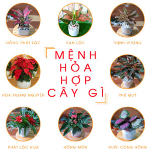 menh hoa hop cay gi