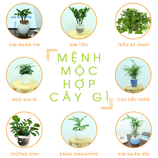 menh-moc-hop-cay-gi.jpg