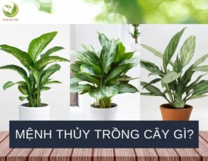 menh thuy trong cay gi