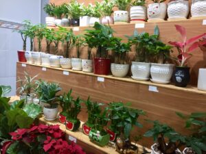 mua-cay-phong-thuy-tai-vuon-cay-viet