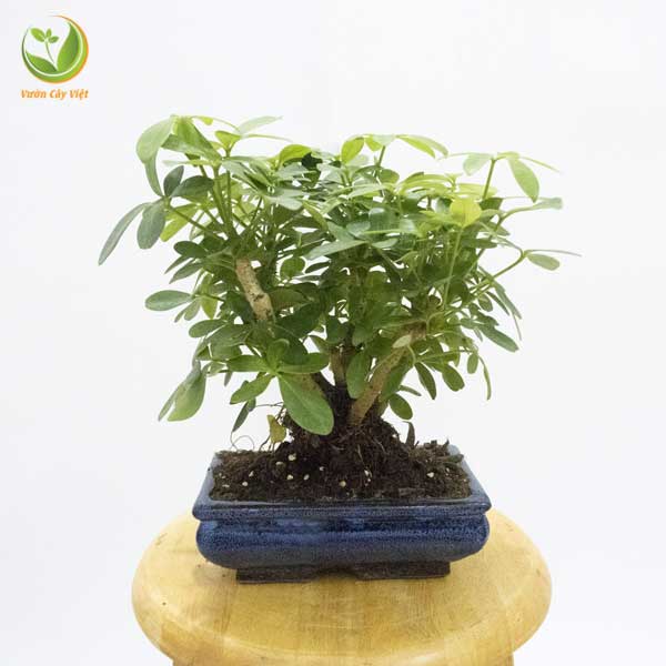 ngu gia bi bonsai vuoncayviet