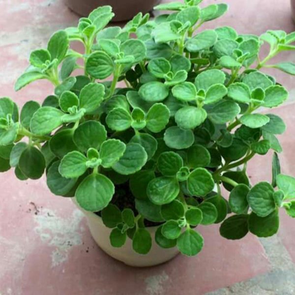 nhat-mat-huong-tuoi-hoi.jpg