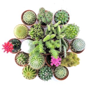 nhung-dieu-ly-thu-ve-cay-xuong-rong-phong-thuy