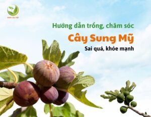 qua-sung-my-3