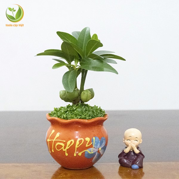 review-8-loai-c-y-canh-de-cau-thang-trong-nha-hop-phong-thuy-8.jpg