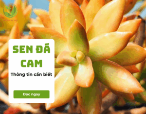 sen da cam 1