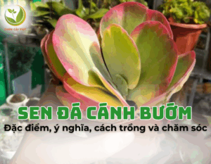 sen da canh buom 1