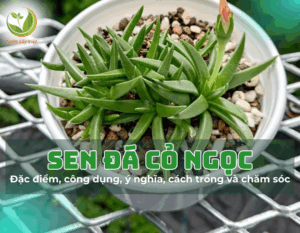 sen da co ngoc