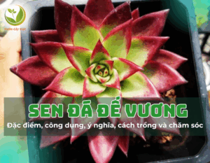 sen da de vuong