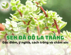 sen-da-do-la-trang-1