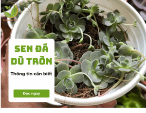 sen da du tron