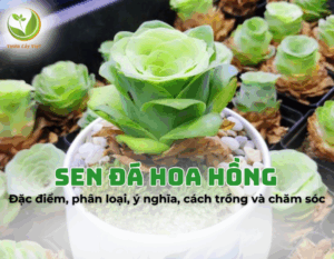 sen-da-hoa-hong