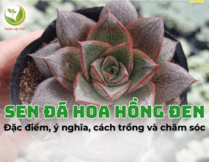 sen da hoa hong den
