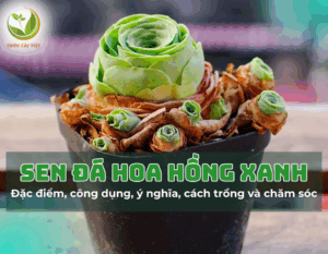 sen da hoa hong xanh