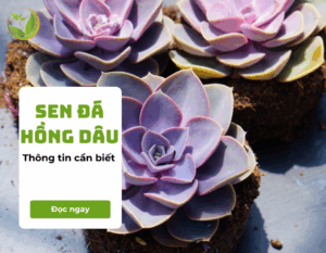 sen da hong dau