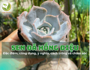 sen da hong dieu