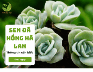 sen da hong ha lan