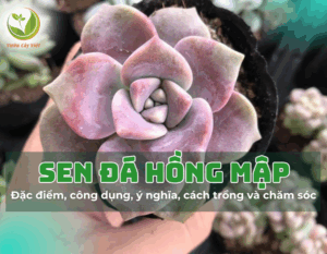 sen da hong map