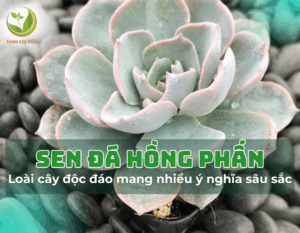sen da hong phan