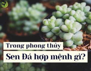 sen da hop menh gi