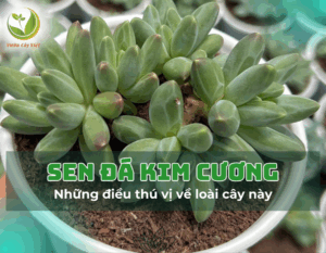 sen da kim cuong 1