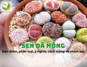 sen-da-mong-3