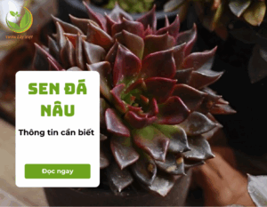 sen da nau 1