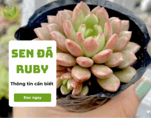 sen da ruby 1