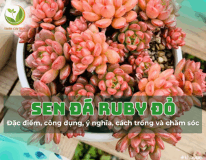 sen da ruby do 1